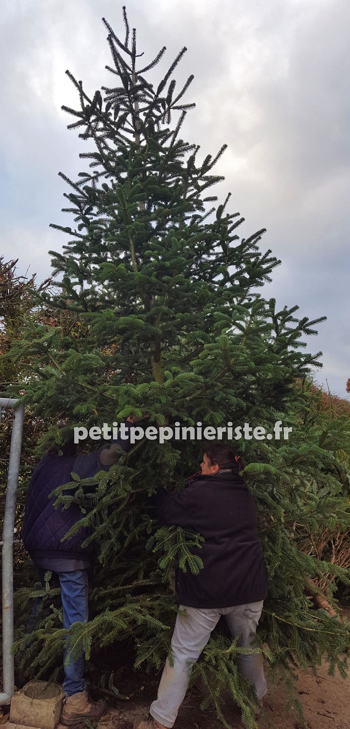 Sapin de Noël